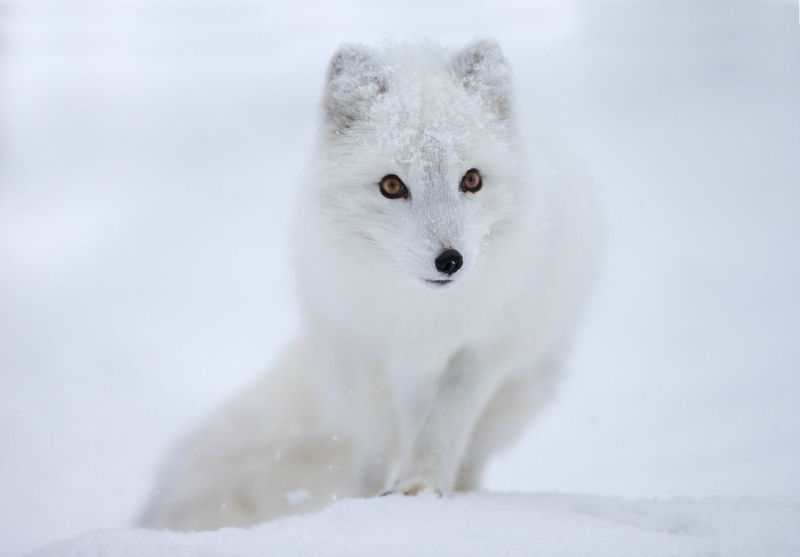 Топ 10 наиболее красивых животных в мире, Песец или полярная лиса