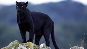 Топ 10 наиболее красивых животных в мире, Чёрная пантера