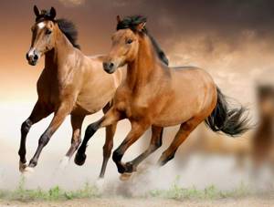 Топ 10 наиболее красивых животных в мире, Ахалтекинская лошадь