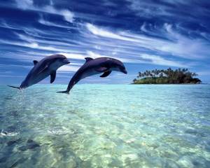Топ 10 наиболее красивых животных в мире, Дельфин