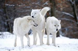 Топ 10 наиболее красивых животных в мире, Арктический волк