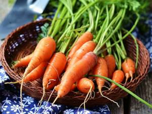 Как выглядели овощи и фрукты, пока человек их не «одомашнил», Морковь