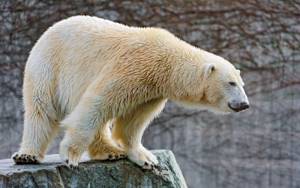 Топ 10 наиболее красивых животных в мире, Полярный медведь
