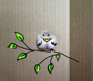Cute Bird, Кто скрывается внутри коробки?