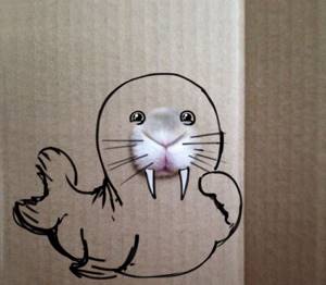 Cute Seal прикрывается The Box!, Кто скрывается внутри коробки?