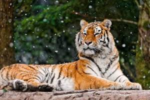 Топ 10 наиболее красивых животных в мире, Амурский тигр
