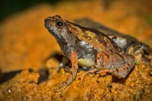 10 видов, открытых в 2016 году, Крошечная лягушка