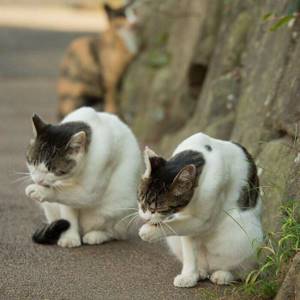 Уникальность японских котов 05, Японские коты