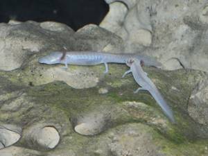 Животные, которых можно найти только в определенных частях света, Техасская саламандра
