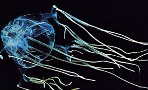 Самые опасные морские создания, Медуза-коробка