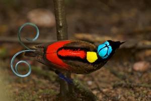 Животные, которых можно найти только в определенных частях света, Синеголовая великолепная райская птица