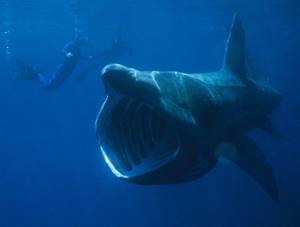 10 самых больших рыб в мире, Гигантская акула