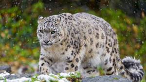 Топ 10 наиболее красивых животных в мире, Снежный барс или ирбис