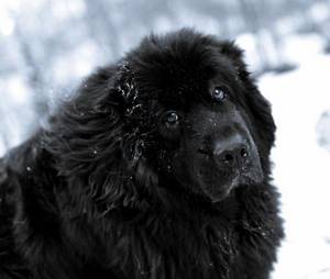 10 самых дружелюбных пород собак, Ньюфаундленд