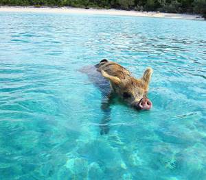 10 мест для отдыха в обществе диких животных, Прогулки с Багамскими хрюшками