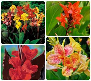 5 красивых тропических цветов, Канна