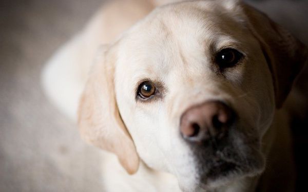 10 самых дружелюбных пород собак, Лабрадор ретривер