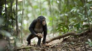 10 фактов о человеке, которые вы могли до сих пор не знать, Родство с обезьянами