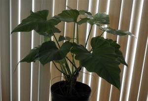 Какие комнатные растения являются натуральными воздухоочистителями, Филодендрон