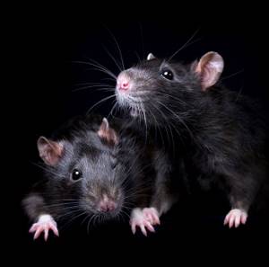 Фотопортреты очаровательных крыс