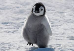 Невозможно сдержать улыбку: где обитают самые умилительные детёныши животных в мире, Императорский пингвин