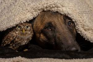 Собака и сова которые не могут жить друг без друга
