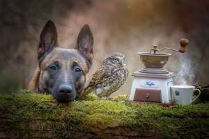 Собака и сова которые не могут жить друг без друга