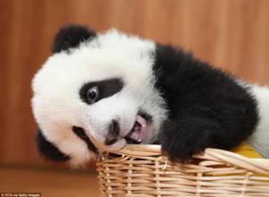 Невозможно сдержать улыбку: где обитают самые умилительные детёныши животных в мире, Детёныш панды