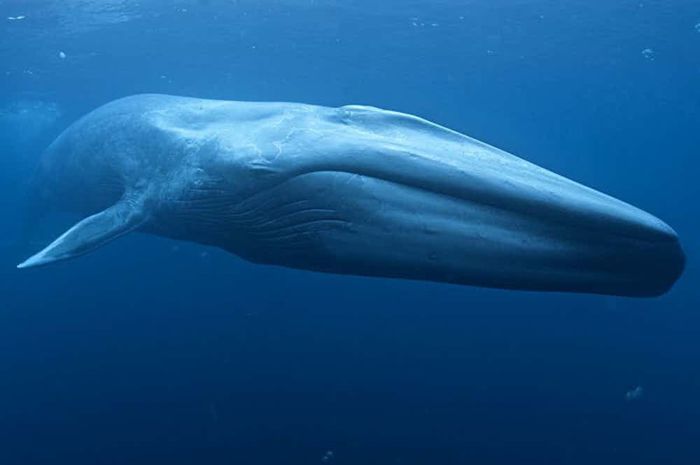 Животные-великаны, когда-либо населявшие Землю, Синий кит