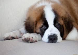 10 самых дружелюбных пород собак, Сенбернар