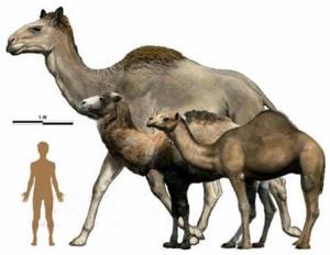 Животные-великаны, когда-либо населявшие Землю, Сирийский верблюд