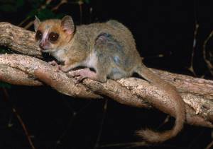 Удивительные создания Мадагаскара
