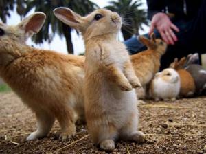 10 мест для отдыха в обществе диких животных, Игры с кроликами в Японии
