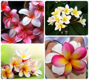 5 красивых тропических цветов, Плюмерия