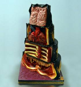 Ужасающие гиперреалистичные торты, Аннабель де Веттен, Annabel de Vetten