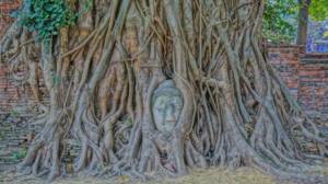 Тайланд, фото от которых невозможно отвести глаз, Будда в корнях, Ват Пхра Махатхат, Аюттхая