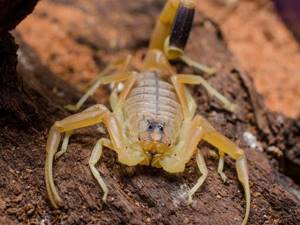 Самые маленькие и смертельно опасные существа на Земле, Палестинский жёлтый скорпион (Deathstalker Scorpion)
