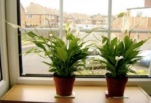 Какие комнатные растения являются натуральными воздухоочистителями, Спатифиллюм