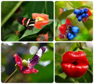 5 красивых тропических цветов, Психотрия