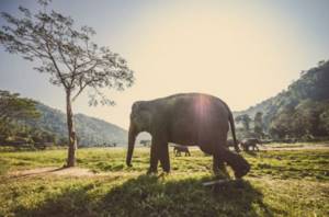 Тайланд, фото от которых невозможно отвести глаз, Азиатские слоны