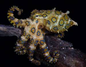 Самые маленькие и смертельно опасные существа на Земле, Синекольчатый осьминог (Blue-Ringed Octopus)