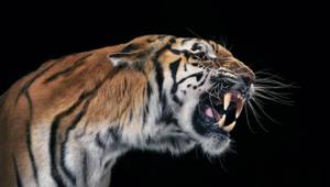 Странные способы стать здоровым с помощью животных, Тигр