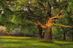 Целебная сила дерева. Как деревья нас лечат, Свойства дерева — ДУБ