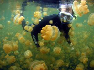 10 мест для отдыха в обществе диких животных, Встреча с медузами в Палау