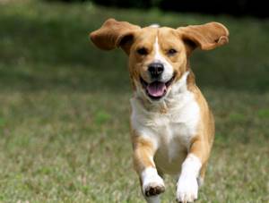 9 научно подтвержденных причин завести собаку, Собаки делают нас более активными
