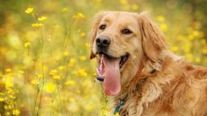 10 самых дружелюбных пород собак, Золотистый ретривер