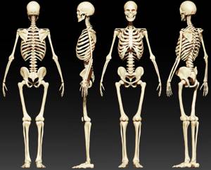 10 фактов о человеке, которые вы могли до сих пор не знать, В течение жизни в нашем организме появляются и исчезают кости