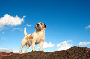 9 научно подтвержденных причин завести собаку, Собаки спасают жизни