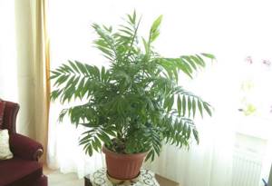 Какие комнатные растения являются натуральными воздухоочистителями, Бамбуковая пальма