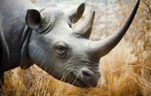 10 самых сильных афродизиаков и их невероятные истории, Рог носорога